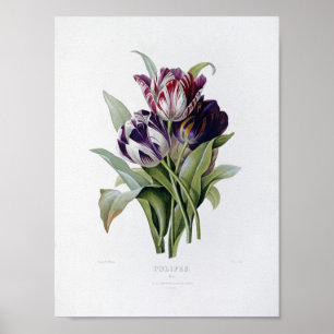 Pierre Joseph Redoute - Tulips Poster