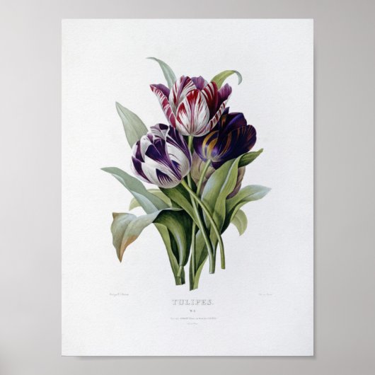 Pierre Joseph Redoute - Tulips Poster (Voorkant)