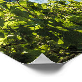 Piesport Moselle Druiven  wijnstokken Souvenir Poster (Hoek)