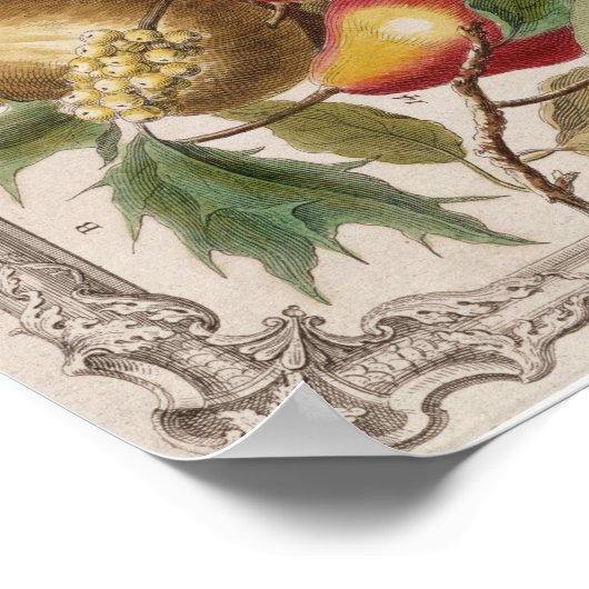 Pieter Casteels, twaalf maanden fruit" januari Poster (Hoek)