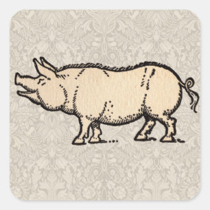 Pig Antiek Piggy Schattige  Illustratie Vierkante Sticker