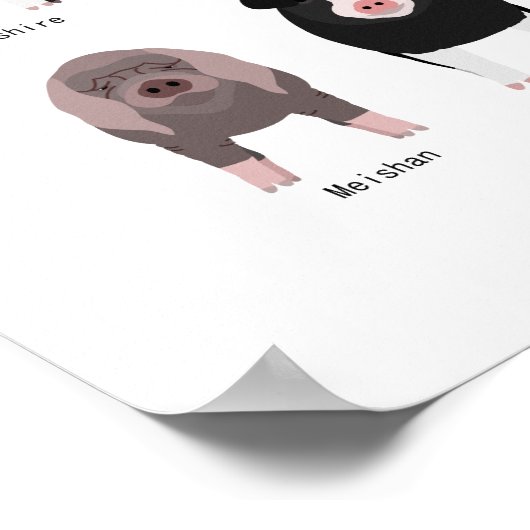 pig breeds poster (Hoek)