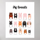 pig breeds poster (Voorkant)