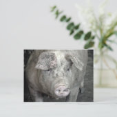 Pig Briefkaart (Staand voorkant)
