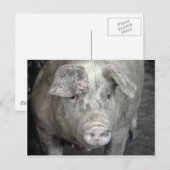 Pig Briefkaart (Voorkant / Achterkant)