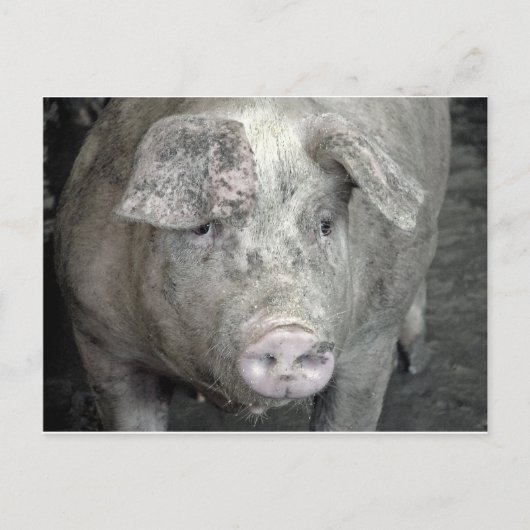 Pig Briefkaart (Voorkant)