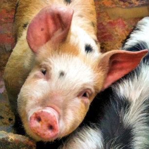 PIG BUTTON FLESOPENER