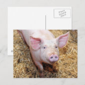 Pig Closeup Briefkaart (Voorkant / Achterkant)