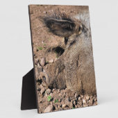 PIG FOTOPLAAT (Zijkant)