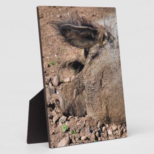 PIG FOTOPLAAT (Zijkant)