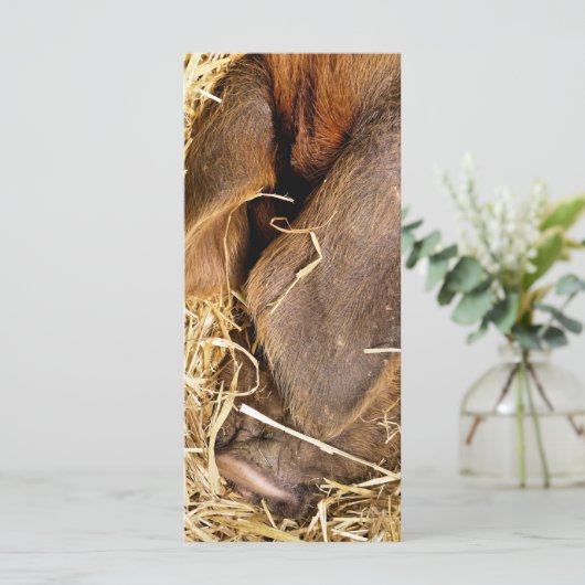 PIG-KAART (Staand voorkant)