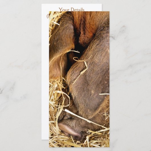 PIG-KAART (Voorkant / Achterkant)