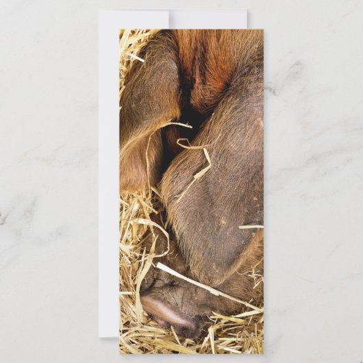 PIG-KAART (Voorkant)