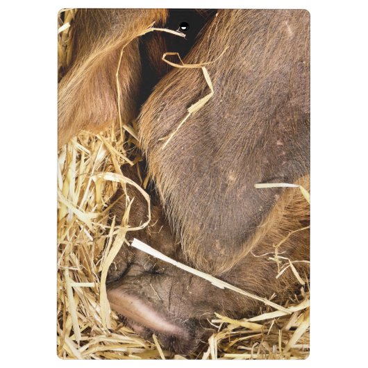 PIG KLEMBORD (Achterkant)