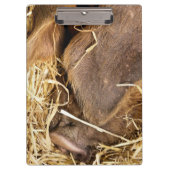 PIG KLEMBORD (Voorkant)