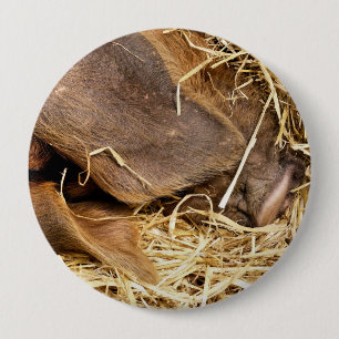 PIG RONDE BUTTON 4,0 CM