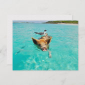 PIG SEAGULL SEA FUN POSTCROSSING BRIEFKAART (Voorkant / Achterkant)