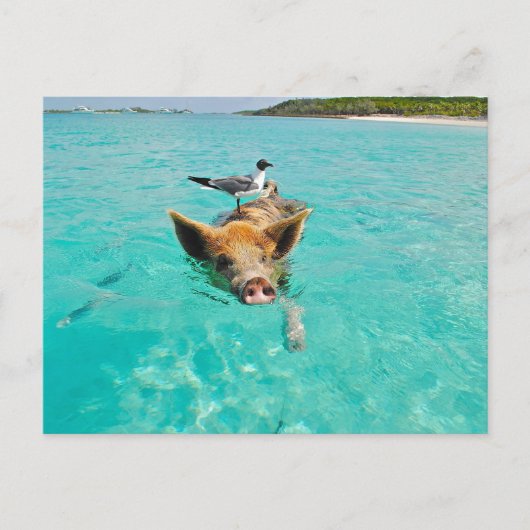 PIG SEAGULL SEA FUN POSTCROSSING BRIEFKAART (Voorkant)