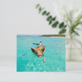 PIG SEAGULL SEA FUN POSTCROSSING BRIEFKAART (Staand voorkant)