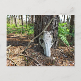pig skull in the forest - caveira de porco briefkaart