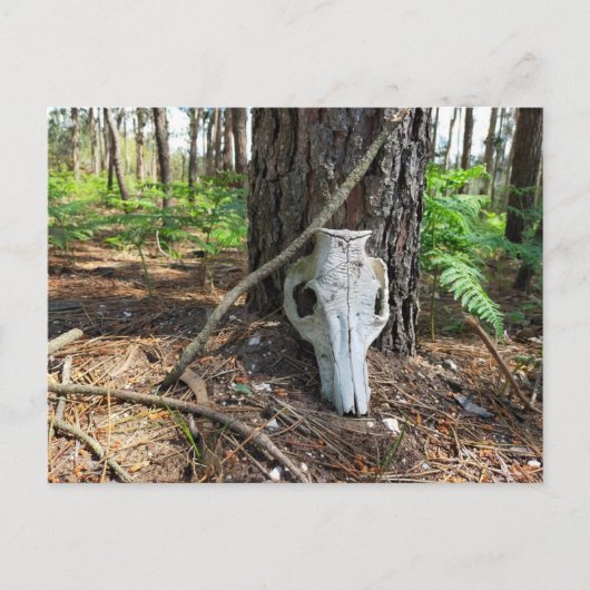 pig skull in the forest - caveira de porco briefkaart (Voorkant)