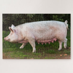 Pig Teats Funny Foto Legpuzzel