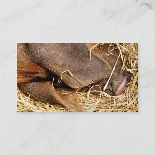 PIG VISITEKAARTJE (Voorkant)