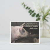 Pig Wisdom - Gelijken Briefkaart (Staand voorkant)