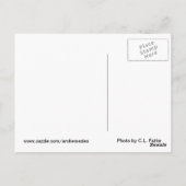 Pig Wisdom - worstelaar Briefkaart (Achterkant)