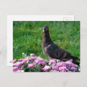 Pigeon and Mums Briefkaart (Voorkant / Achterkant)
