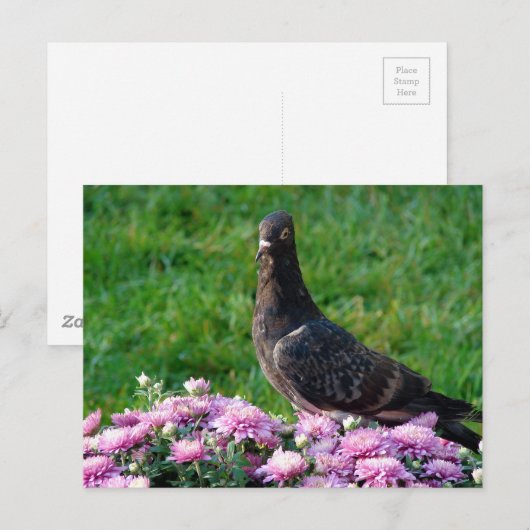 Pigeon and Mums Briefkaart (Voorkant / Achterkant)