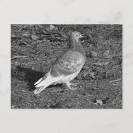 Pigeon at Roath Park Lake Cardiff (BW) Briefkaart