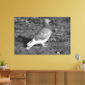 Pigeon at Roath Park Lake Cardiff (BW) Canvas Afdruk (Insitu (Woonkamer))