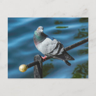 Pigeon, At Roath Park Lake, Cardiff, Wales Briefkaart