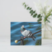 Pigeon, At Roath Park Lake, Cardiff, Wales Briefkaart (Staand voorkant)