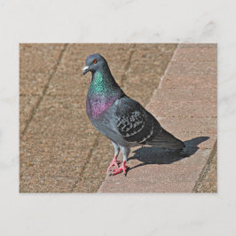 Pigeon, At Roath Park Lake, Cardiff, Wales Postcar Briefkaart