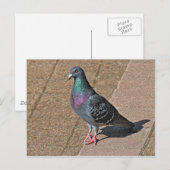 Pigeon, At Roath Park Lake, Cardiff, Wales Postcar Briefkaart (Voorkant / Achterkant)