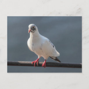 Pigeon, At Roath Park Lake, Cardiff, Wales Postcar Briefkaart