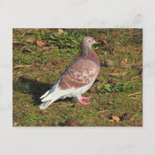 Pigeon bij Roath Park Lake Cardiff Briefkaart