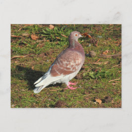 Pigeon bij Roath Park Lake Cardiff Briefkaart