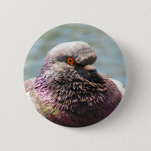 Pigeon close ronde button 5,7 cm