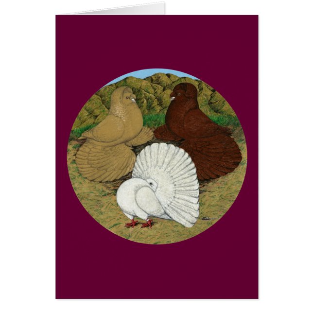 Pigeon Combo (Voorkant)