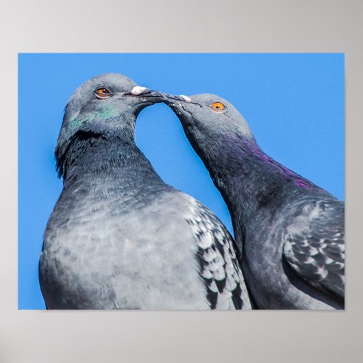 Pigeon Couple Kissens Poster (Voorkant)