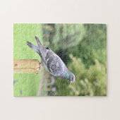 Pigeon Duncan Terrace Gardens Islington Verenigd K Legpuzzel (Horizontaal)