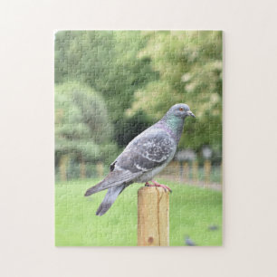 Pigeon Duncan Terrace Gardens Islington Verenigd K Legpuzzel