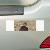 Pigeon Hawk Bumpersticker (Op auto)