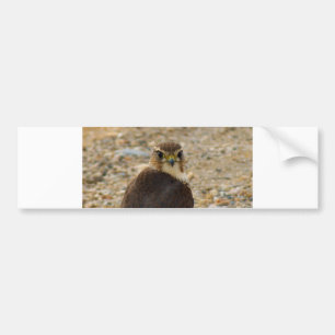 Pigeon Hawk Bumpersticker