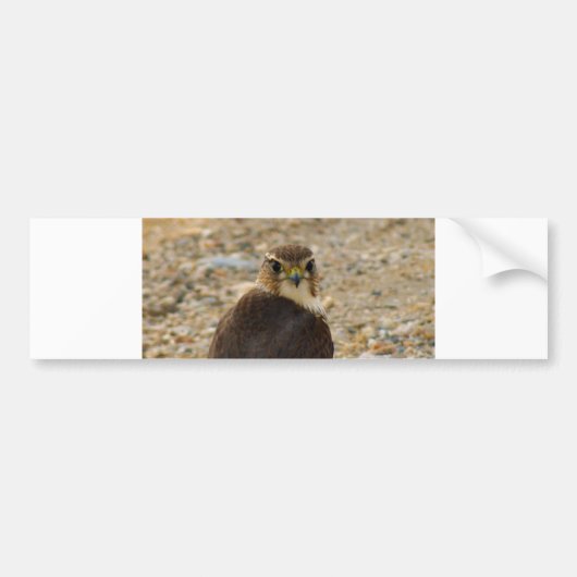 Pigeon Hawk Bumpersticker (Voorkant)