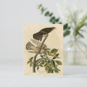 Pigeon Hawk (Merlin) - Audubon's Birds of America Briefkaart (Staand voorkant)