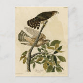 Pigeon Hawk (Merlin) - Audubon's Birds of America Briefkaart (Voorkant)